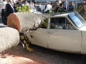سقوط درخت دو خودرو را له کرد سقوط درخت دو خودرو را له کرد
